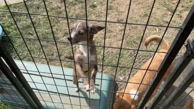 Stripe/Therapy ESA, a female Chiweenie for sale in Findlay, OH – 10 of 10
