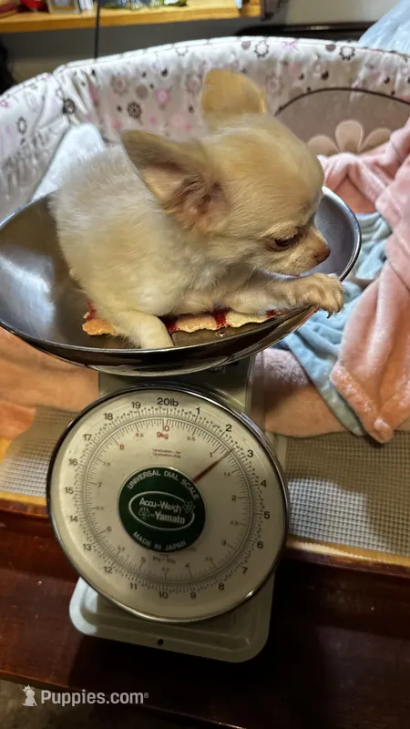 Huggie/ESA Therapy TEACUP – Chihuahua puppy for sale in Findlay, OH