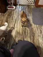 Farrah. ESA THERAPY dog, a female Chihuahua for sale in Findlay, OH – 4 of 8