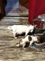 Huggie/ESA Therapy TEACUP, a female Chihuahua for sale in Findlay, OH – 7 of 10