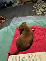 Hershey/ESA Therapy TEACUP, a female Chihuahua for sale in Findlay, OH – 3 of 7