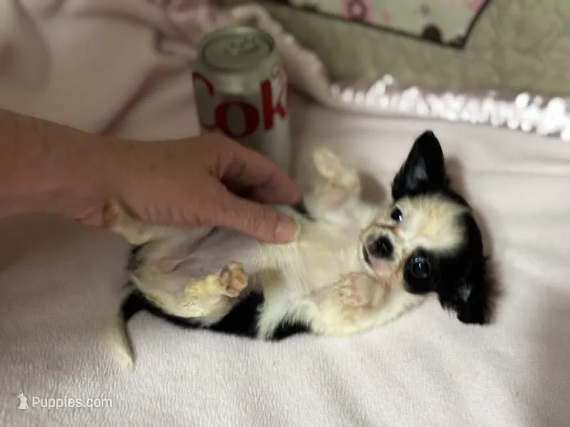 Lady Bug/ESA Therapy TEACUP – Chihuahua puppy for sale in Findlay, OH