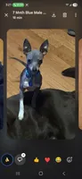 ALFIE /ESA THERAPY dog, a male Chihuahua and Chinese Crested for sale in Findlay, OH – 3 of 5