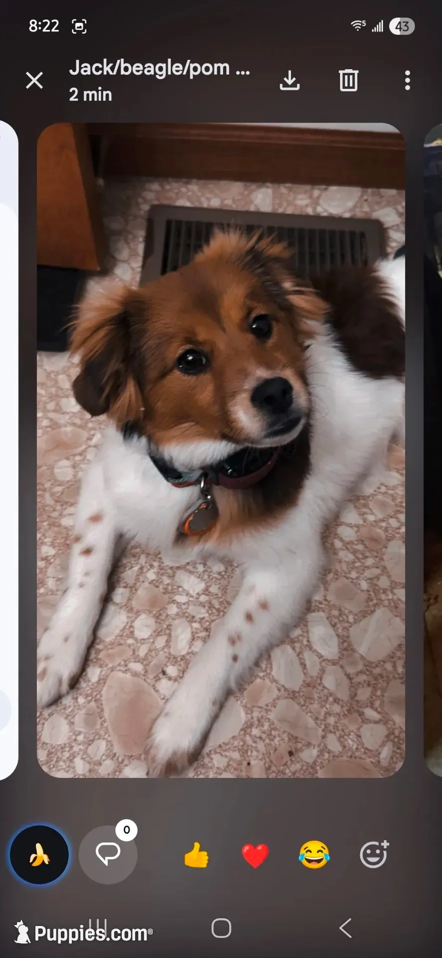 Tommy Joe/Therapy ESA, a male Pomeranian and Toy Australian Shepherd for sale in Findlay, OH – 4 of 9
