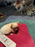 Huggie/ESA Therapy TEACUP, a female Chihuahua for sale in Findlay, OH – 4 of 10