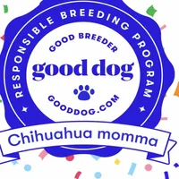 Duke , a male Labrador Retriever for sale in Maumee, OH – Photo 4 of 5