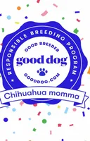 Duke Therapy ESA, a male Labrador Retriever for sale in Maumee, OH – Photo 4 of 5