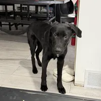 Duke , a male Labrador Retriever for sale in Maumee, OH – Photo 3 of 5