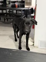 Duke Therapy ESA, a male Labrador Retriever for sale in Maumee, OH – Photo 3 of 5