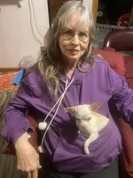 Duke Therapy ESA, a male Labrador Retriever for sale in Maumee, OH – Photo 5 of 5