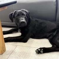 Duke , a male Labrador Retriever for sale in Maumee, OH – Photo 1 of 5