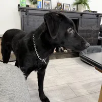 Duke , a male Labrador Retriever for sale in Maumee, OH – Photo 2 of 5