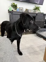 Duke Therapy ESA, a male Labrador Retriever for sale in Maumee, OH – Photo 2 of 5