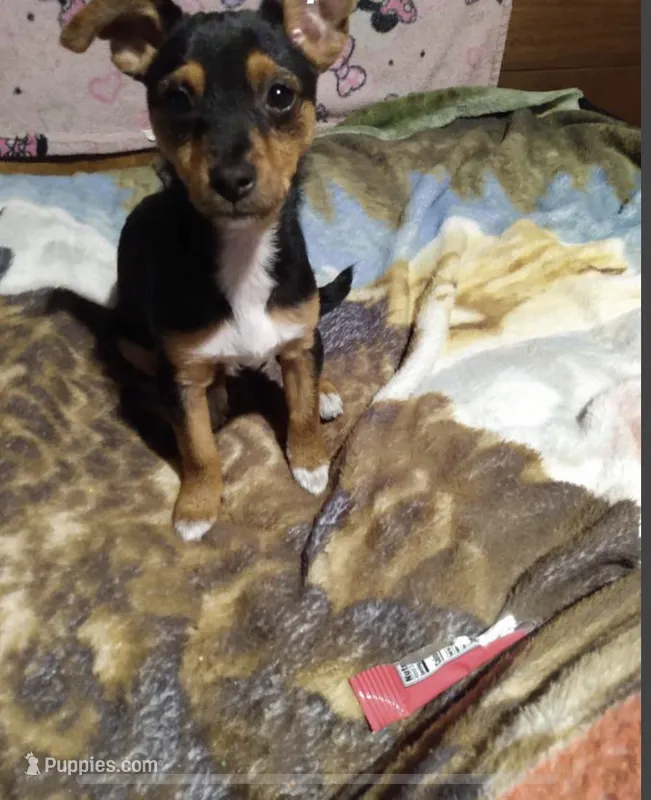 Izzie / ESA Therapy dig – Chihuahua, Yorkshire Terrier puppy for sale in Findlay, OH