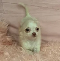 June Bug Tea Cup ESA Therapy dog, a female Chihuahua for sale in Findlay, OH – 4 of 10