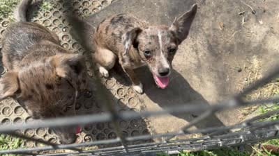 Stripe/Therapy ESA, a female Chiweenie for sale in Findlay, OH – 9 of 10