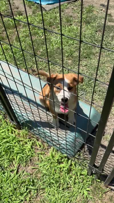 Tommy Joe/Therapy ESA, a male Pomeranian and Toy Australian Shepherd for sale in Findlay, OH – 5 of 9