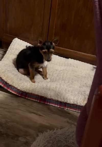 Izzie / ESA Therapy dig, a female Chihuahua and Yorkshire Terrier for sale in Findlay, OH – 2 of 9