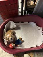 Honey/ESA Therapy Dog, a female Chihuahua for sale in Maumee, OH – Photo 2 of 10