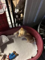 Honey/ESA Therapy Dog, a female Chihuahua for sale in Maumee, OH – Photo 4 of 10