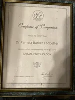 Honey/ESA Therapy Dog, a female Chihuahua for sale in Maumee, OH – Photo 6 of 10