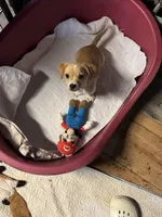 Honey/ESA Therapy Dog, a female Chihuahua for sale in Maumee, OH – Photo 1 of 10