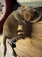 Honey/ESA Therapy Dog, a female Chihuahua for sale in Maumee, OH – Photo 3 of 10