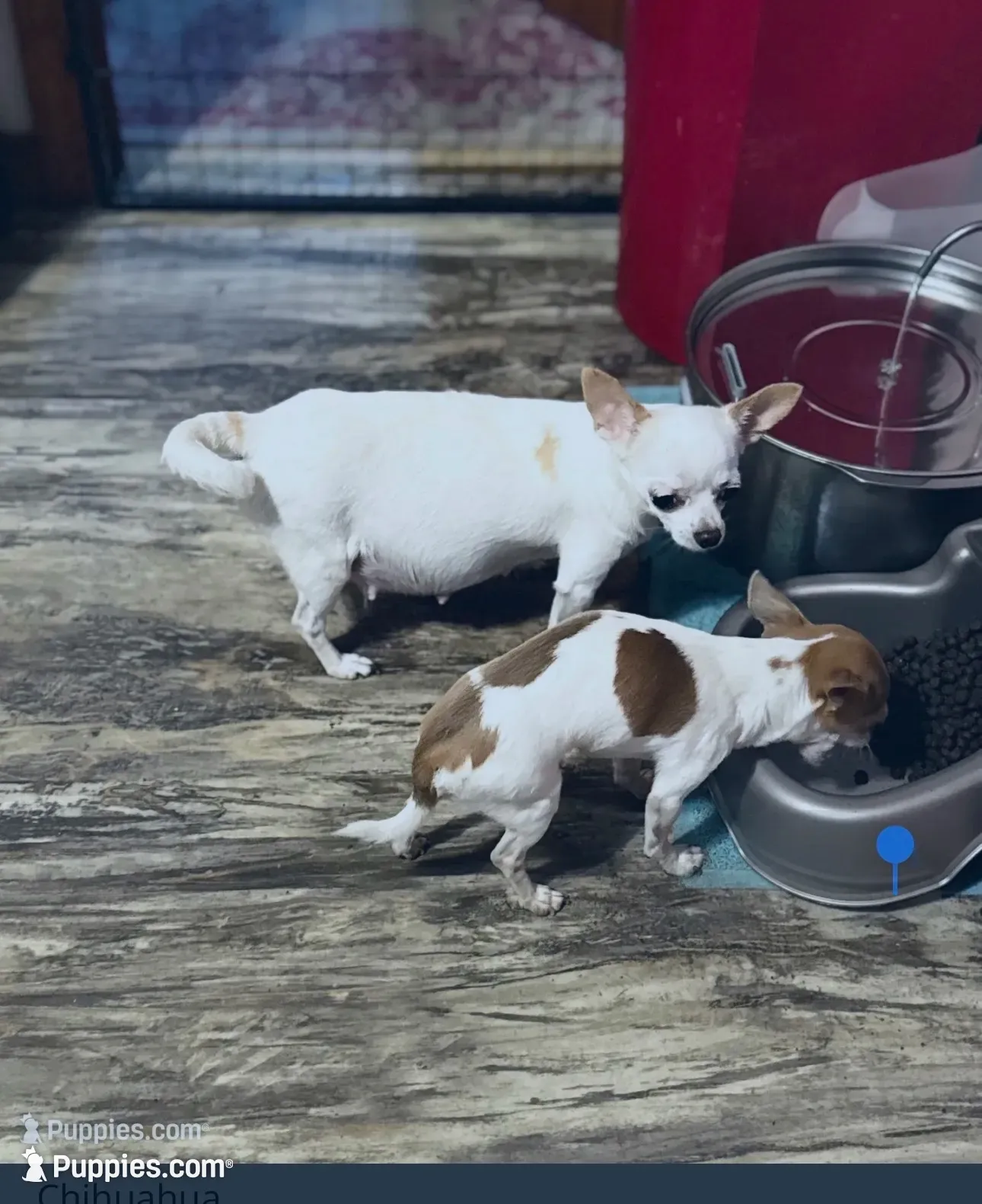 June Bug Tea Cup ESA Therapy dog, a female Chihuahua for sale in Findlay, OH – 2 of 10