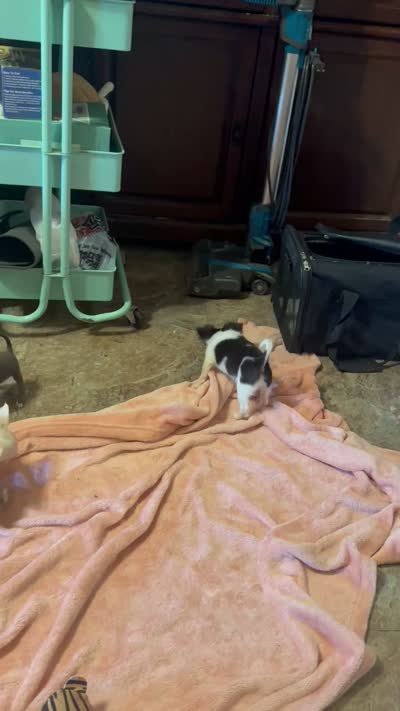 Lady Bug/ESA Therapy dog, a female Chihuahua for sale in Findlay, OH – 6 of 9