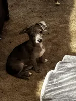 Floppy, a male Mini Yorkshire Aussie for sale in Maumee, OH – Photo 4 of 5