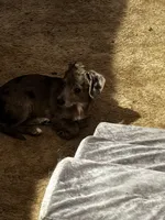 Floppy, a male Mini Yorkshire Aussie for sale in Maumee, OH – Photo 5 of 5