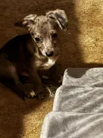 Floppy, a male Mini Yorkshire Aussie for sale in Maumee, OH – Photo 3 of 5