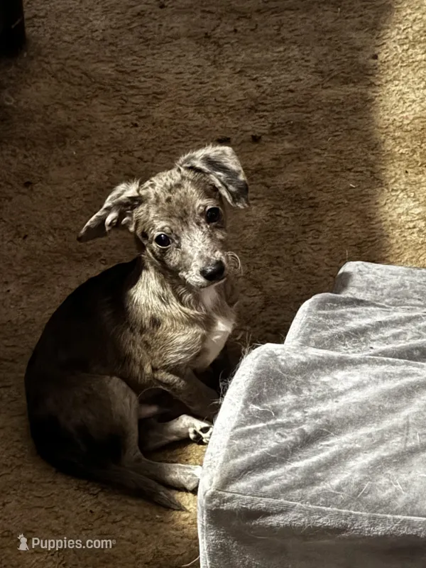 Floppy – Mini Yorkshire Aussie puppy for sale in Maumee, OH