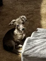 Floppy, a male Mini Yorkshire Aussie for sale in Maumee, OH – Photo 1 of 5