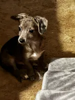 Floppy, a male Mini Yorkshire Aussie for sale in Maumee, OH – Photo 2 of 5