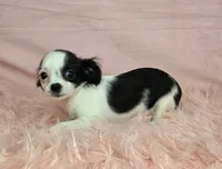 Lady Bug/ESA Therapy TEACUP, a female Chihuahua for sale in Findlay, OH – 1 of 7
