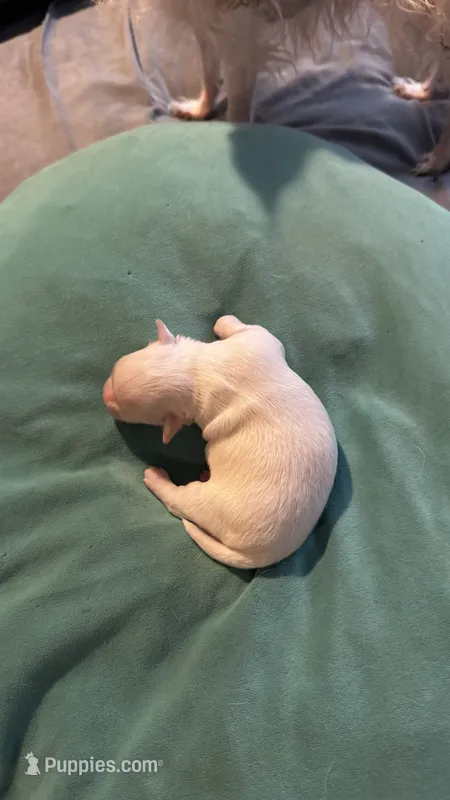 Rolly /ESA Therapy   – Chihuahua puppy for sale in Findlay, OH