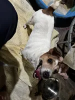 Millie Therapy ESA , a female Jack Russell Terrier for sale in Findlay, OH – 3 of 8