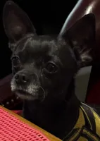 Teacup TUXIE/Therapy ESA, a male Chiweenie for sale in Maumee, OH – Photo 2 of 9