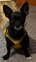 Teacup TUXIE/Therapy ESA, a male Chiweenie for sale in Maumee, OH – Photo 4 of 9