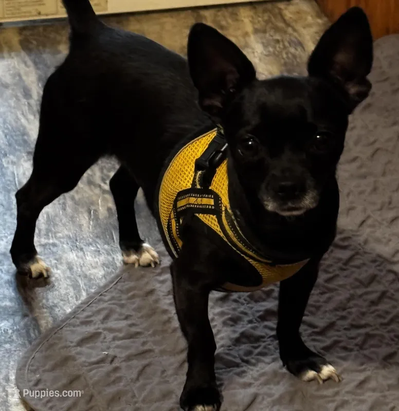 Teacup TUXIE/Therapy ESA – Chiweenie puppy for sale in Maumee, OH