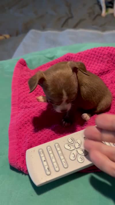 Hershey/ESA Therapy TEACUP, a female Chihuahua for sale in Findlay, OH – 7 of 7