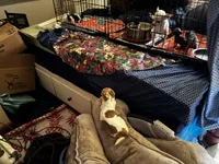 Huggie/ESA Therapy TEACUP, a female Chihuahua for sale in Findlay, OH – 10 of 10