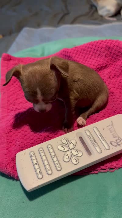 Hershey/ESA Therapy TEACUP, a female Chihuahua for sale in Findlay, OH – 6 of 7