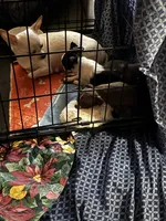 REESIE / Therapy TEACUP, a female Chihuahua for sale in Findlay, OH – 6 of 10