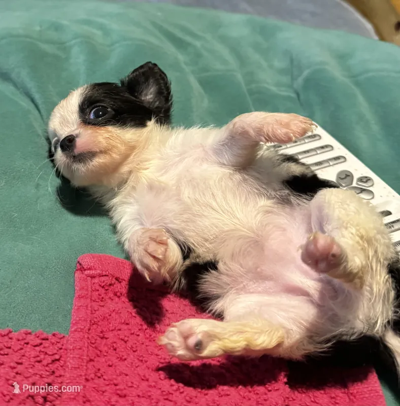 Lady Bug/ESA Therapy TEACUP – Chihuahua puppy for sale in Findlay, OH