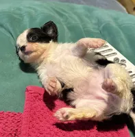 Lady Bug/ESA Therapy TEACUP, a female Chihuahua for sale in Findlay, OH – 1 of 9