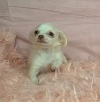 June Bug Tea Cup ESA Therapy dog, a female Chihuahua for sale in Findlay, OH – 3 of 10