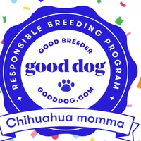 Bobby/Therapy ESA dog, a male Yorkshire Terrier for sale in Maumee, OH – Photo 5 of 10