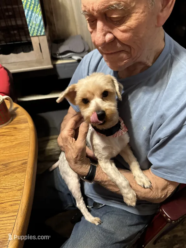 Bobby/Therapy ESA dog